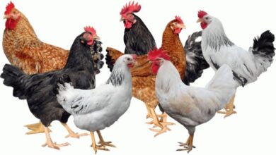 FG releases 2 new chicken breeds, 14 new high-yield crop varieties