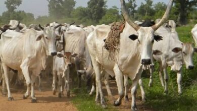 Cooperative, establish, cattle ranches, 774 LGAs