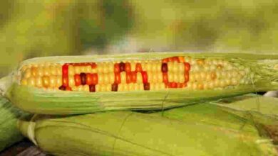 Expert, caution, demonising, GMO products