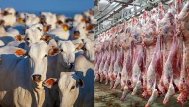 FG to partner Butchers’ Cooperative on establishing standard abattoirs