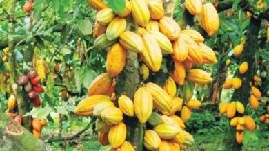 Cocoa Gold Rush: Soaring Prices Spark Youth Farming Revolution in South-West Nigeria