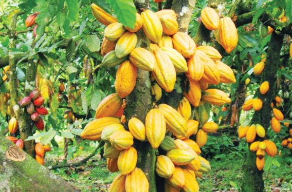 Cocoa Gold Rush: Soaring Prices Spark Youth Farming Revolution in South-West Nigeria