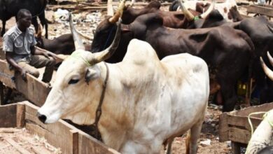 Butchers, consumers groan as price of cattle, beef soar 