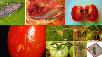 Tomato ‘Ebola’ Ravages Nigerian Farms: ₦1.3bn Lost in 3 States, triggering fears of food inflation tsunami