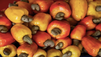 Cashew Gold: Imo Rakes in $8.6 Million from Cashew Exports in 2024 — NEPC Eyes Bigger Yields from Value Chain Boost
