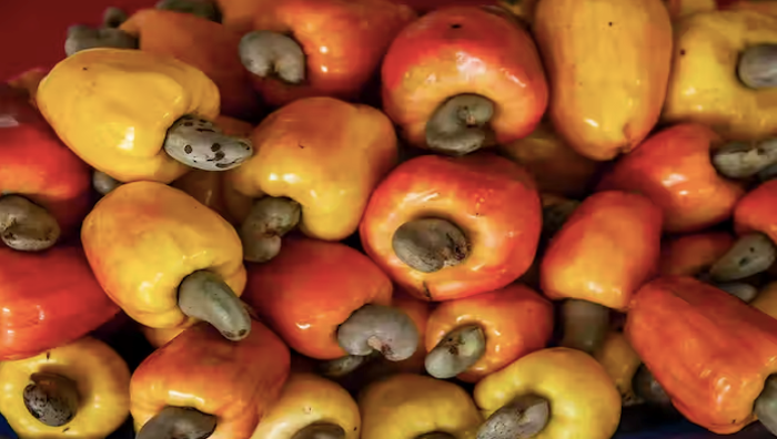 Cashew Gold: Imo Rakes in $8.6 Million from Cashew Exports in 2024 — NEPC Eyes Bigger Yields from Value Chain Boost