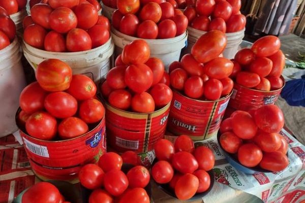 Tomato Prices Soar Amid Supply Gaps, Logistics Woes
