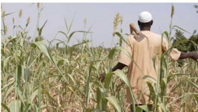 Military Secures Farmlands as Farmers Boost Production Nationwide - DHQ
