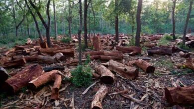 Ekuri Rainforest Under Siege by Loggers