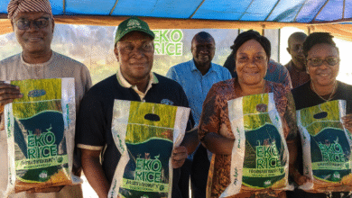 Lagos Launches Biofortified Rice to Fight Micronutrient Deficiency and Boost Public Health