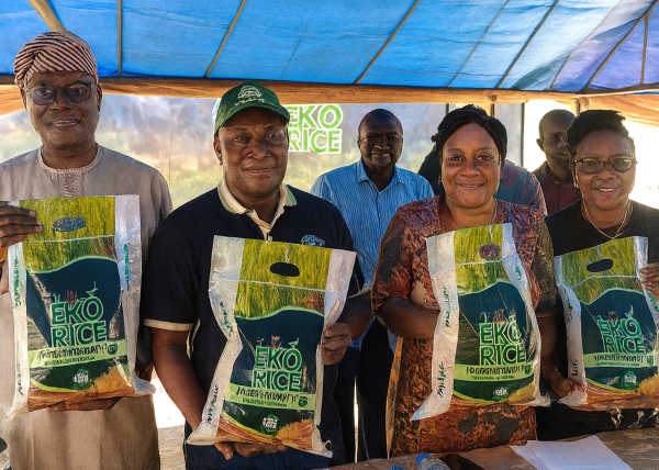 Lagos Launches Biofortified Rice to Fight Micronutrient Deficiency and Boost Public Health