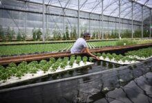 Japan’s JICA Empowers Nigerian Farmers with Aquaponics Training to Strengthen Food Security