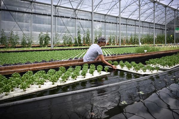 Japan’s JICA Empowers Nigerian Farmers with Aquaponics Training to Strengthen Food Security
