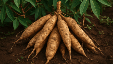 Africa Eyes Cassava Industrial Revolution as Stakeholders Push New Continental Policies