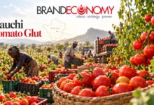 Bauchi Tomato Glut Pushes Prices Down as Bumper Harvest Exposes Nigeria’s Post-Harvest Challenge